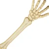 Skelet arm 45 cm